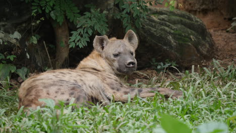 hiena manchada descansando en la hierba