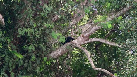 el oso negro asiático bajando de un árbol fructífero, ursus thibetanus, también se llama oso negro asiático