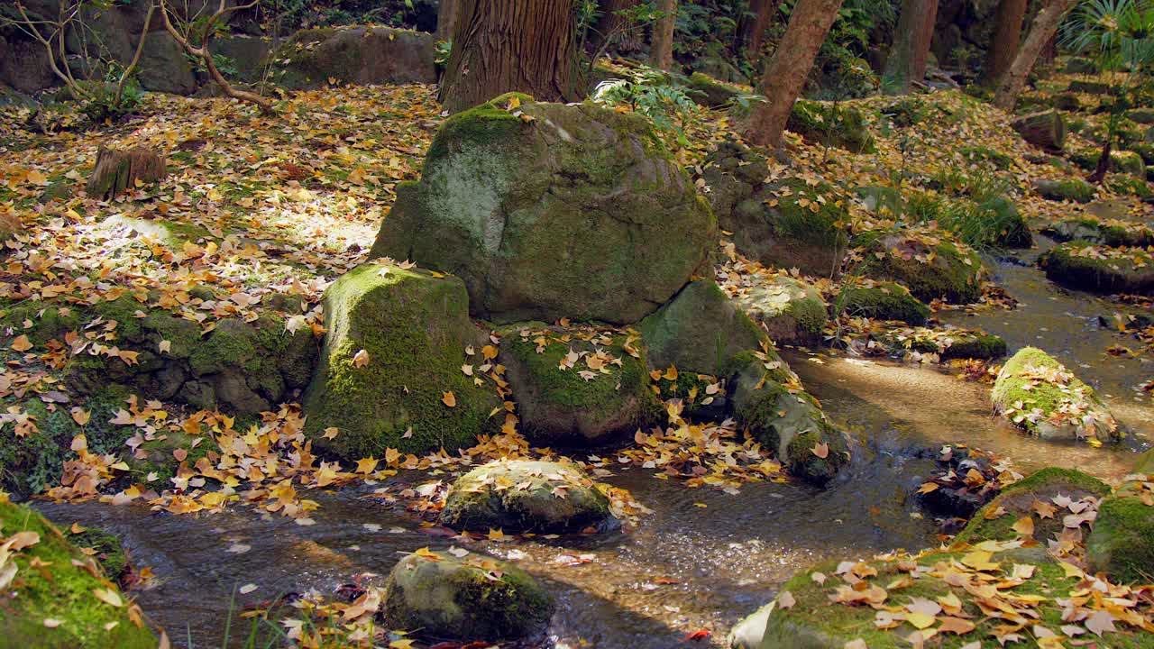 Paesaggio autunnale: un piccolo ruscello scorre, foglie ambrate cadute sul muschio.