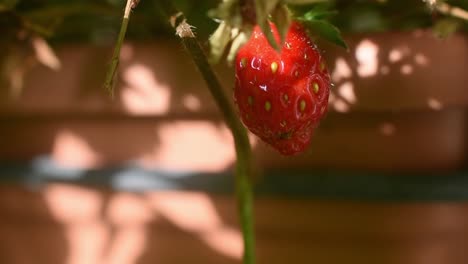 close up static shot of small red strawberry growing in pot