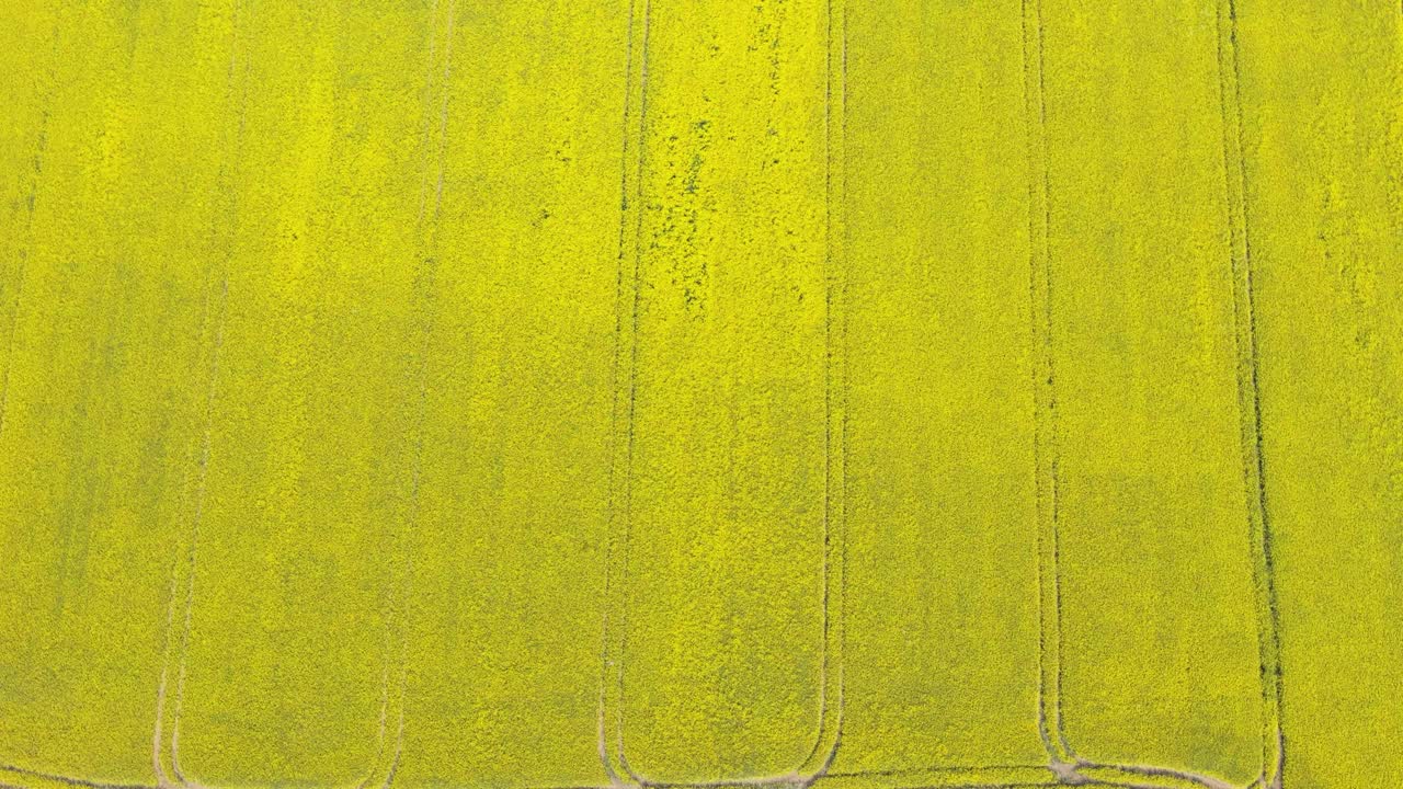 Riprese aeree con drone di campi di colza giallo brillante.