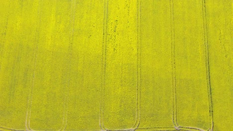 Aerial drone footage of bright yellow rapeseed fields