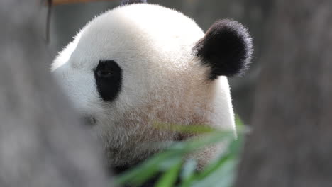 a close up of a panda eating