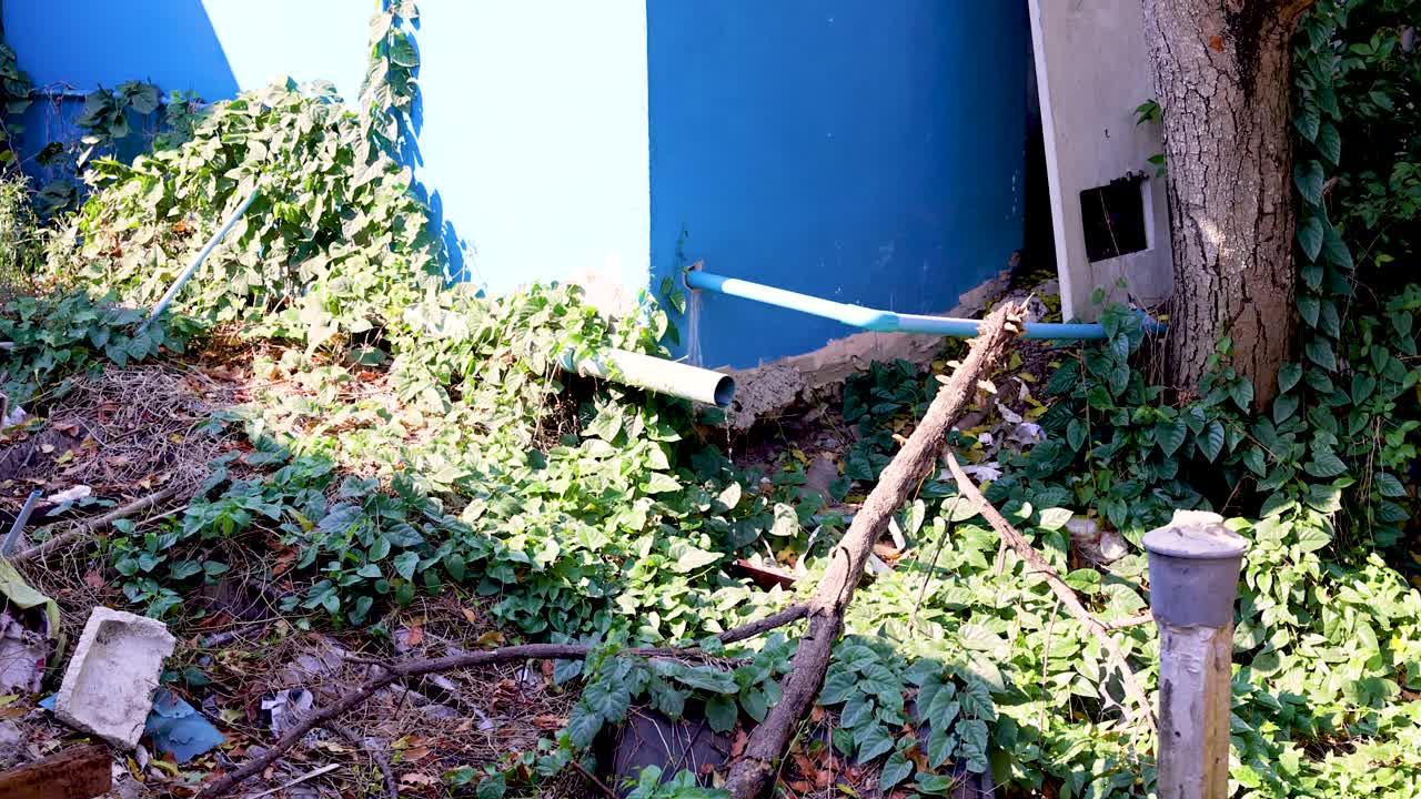 푸른 벽 근처의 배수 파이프를 는 식물