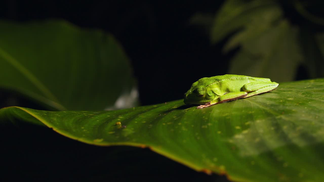 A green Hylidae frog grips a broad rainforest leaf, still and silent in the humid jungle of Peru.