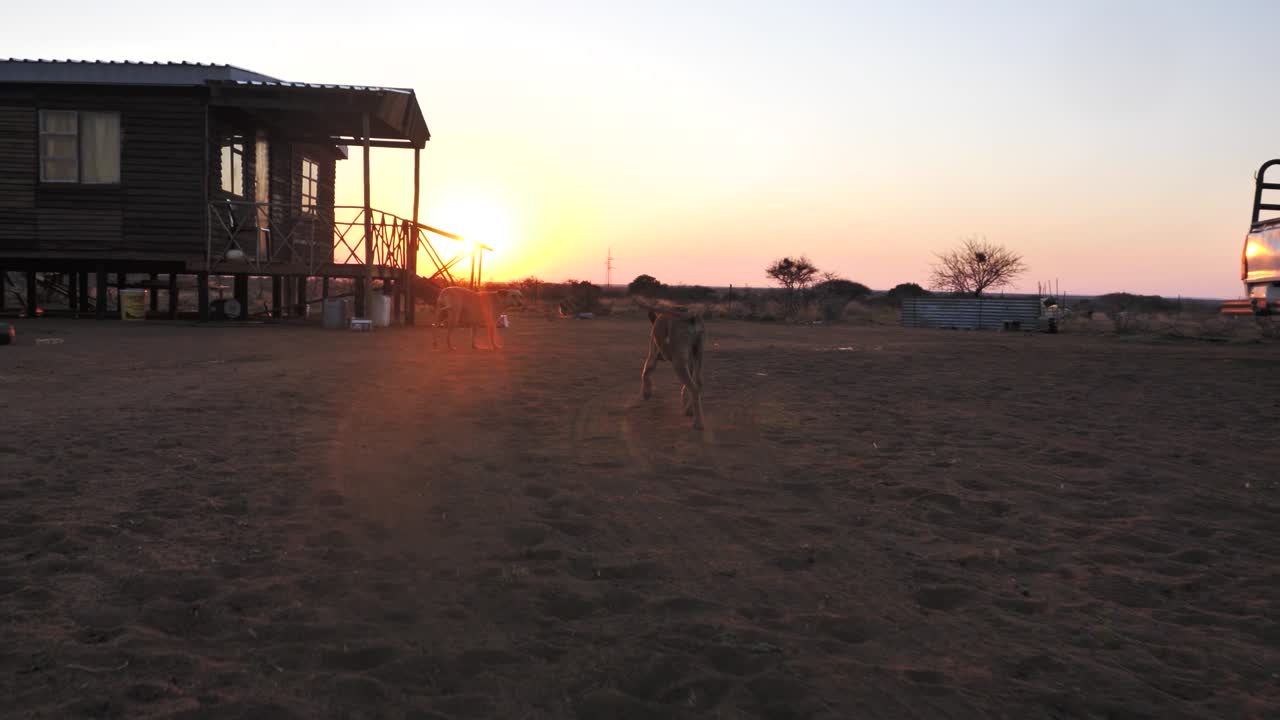 perro huyendo en el campo africano durante la puesta de sol en cámara lenta