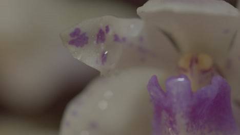 macro súper cercana de una flor de orquídea con vista de los pétalos, la tapa de la antera y las gotas de agua