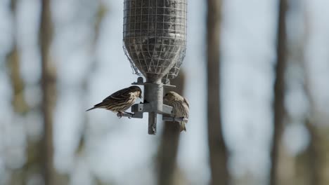 Pine-Siskin-Birds-Perching-On-Seed-Feeder