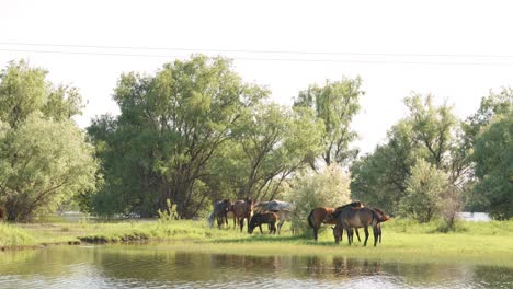 small herd of horses and foals grazing