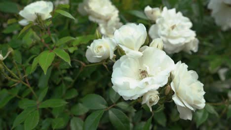 Schöne-Weiße-Rosenpflanze-In-Blüte,-Gartenpflanzen