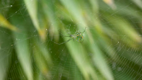 Green-spider-with-orange-spots,-hanging-in-its-web,-with-a-green-blurred-plant-background