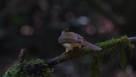 puff-throated bulbul alophoixus pallidus, thailand