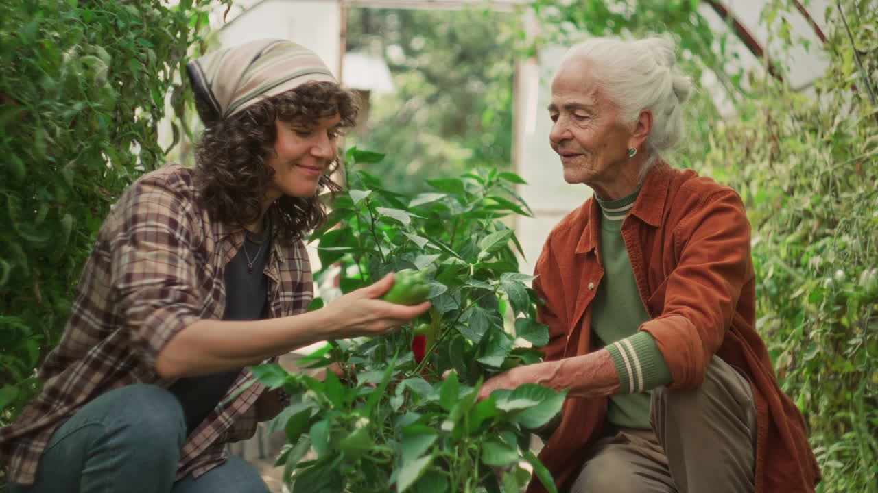 Woman Harvesting Fresh Vegetables with Grandmother in Greenhouse