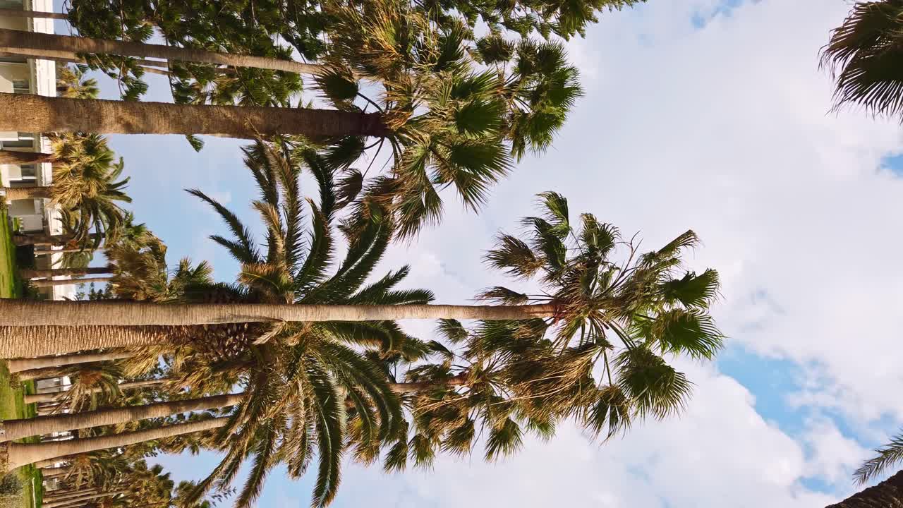 Palm trees waving in the wind with a clear sky in background. Bottom view. Vertical shot