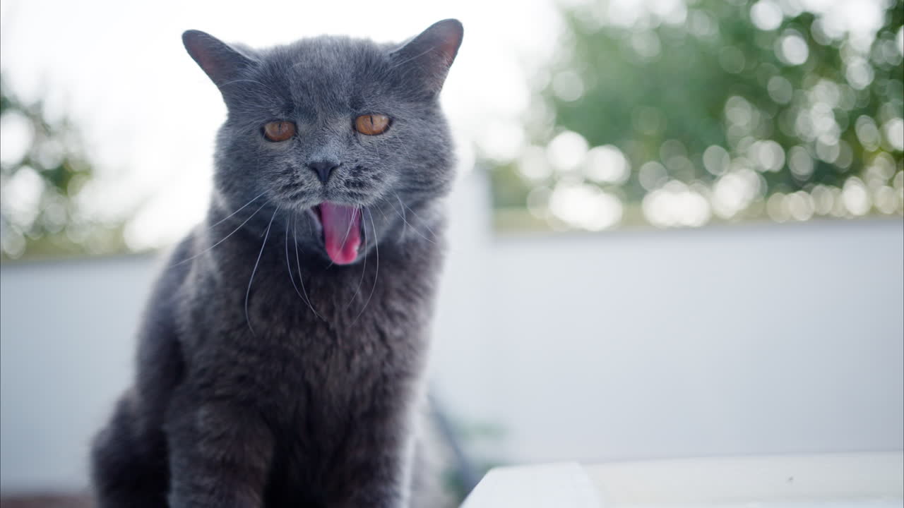 Close up of a British Shorthair cat yawning outside