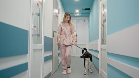 Selbstbewusstes-Blondes-Mädchen-In-Einem-Hellrosa-Hund-Und-In-Blau-Durch-Den-Flur-Einer-Tierklinik.-Selbstbewusstes-Mädchen-Begleitet-Einen-Schwarzen-Hund-Zu-Seinem-Besitzer-In-Einer-Tierklinik