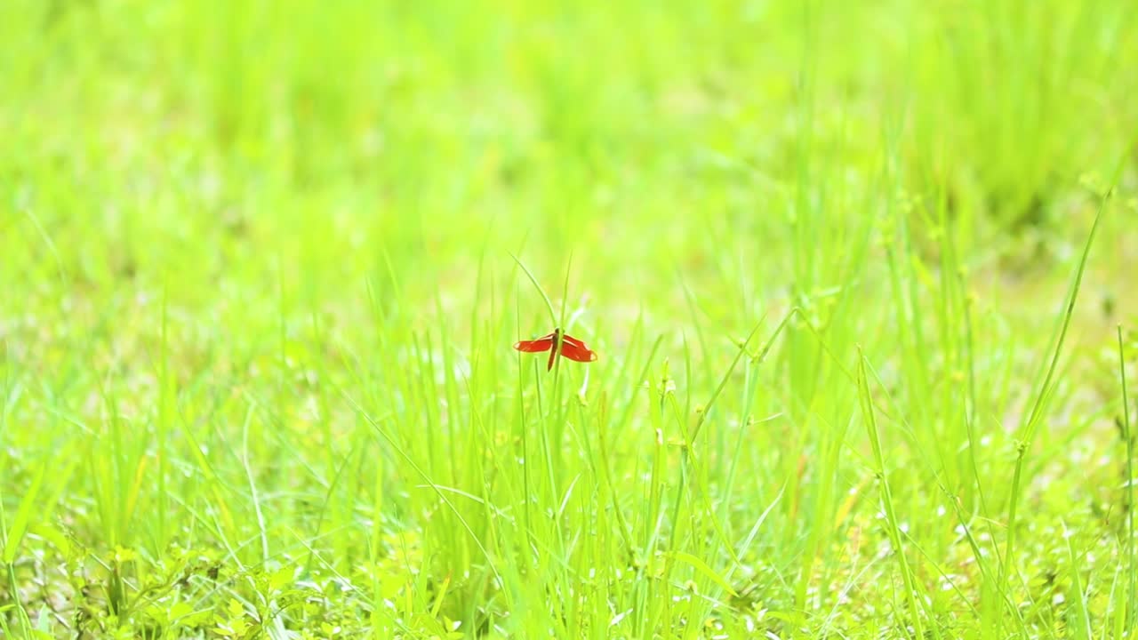 방글라데시의 잔디에 있는 은 아시아 드래곤플라이 울창한 녹색 잔디
