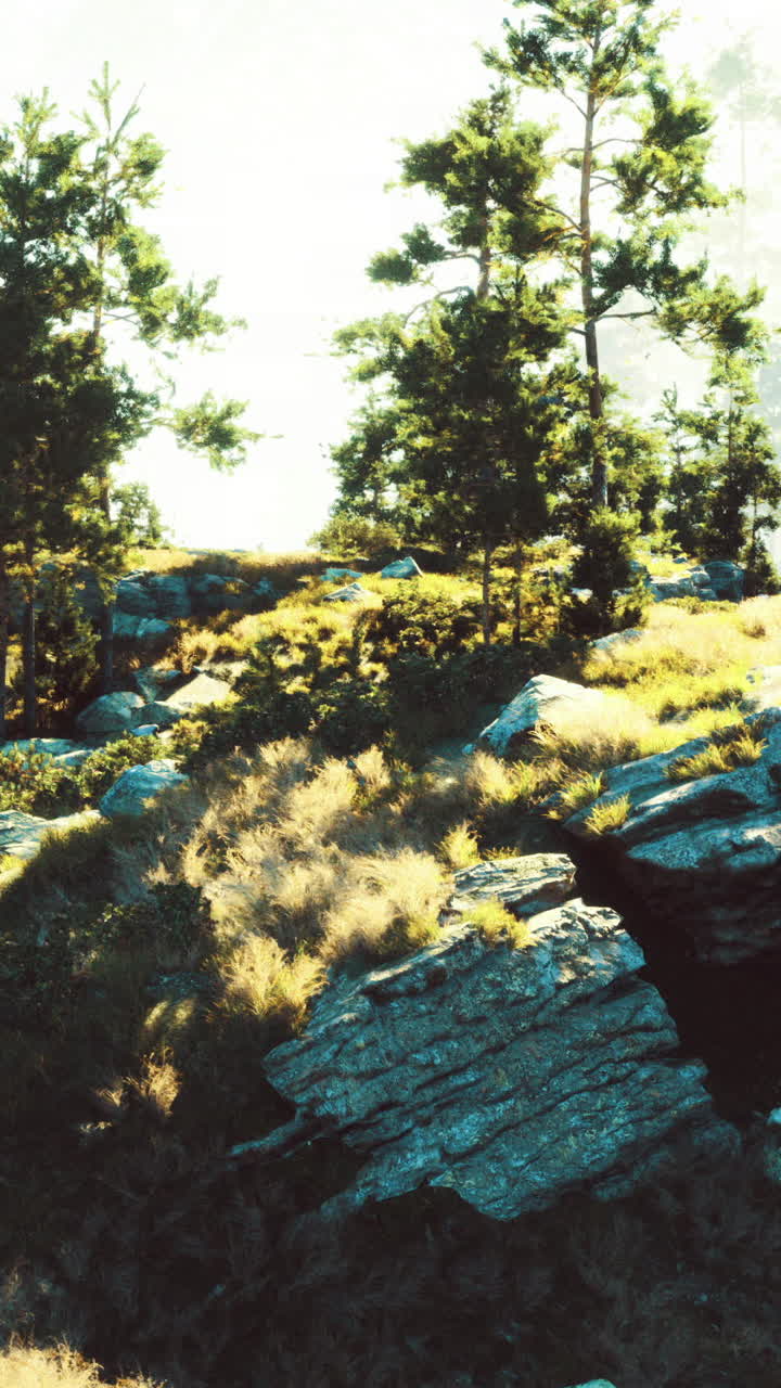 Sunlit forest landscape with rocky terrain and misty background at dawn