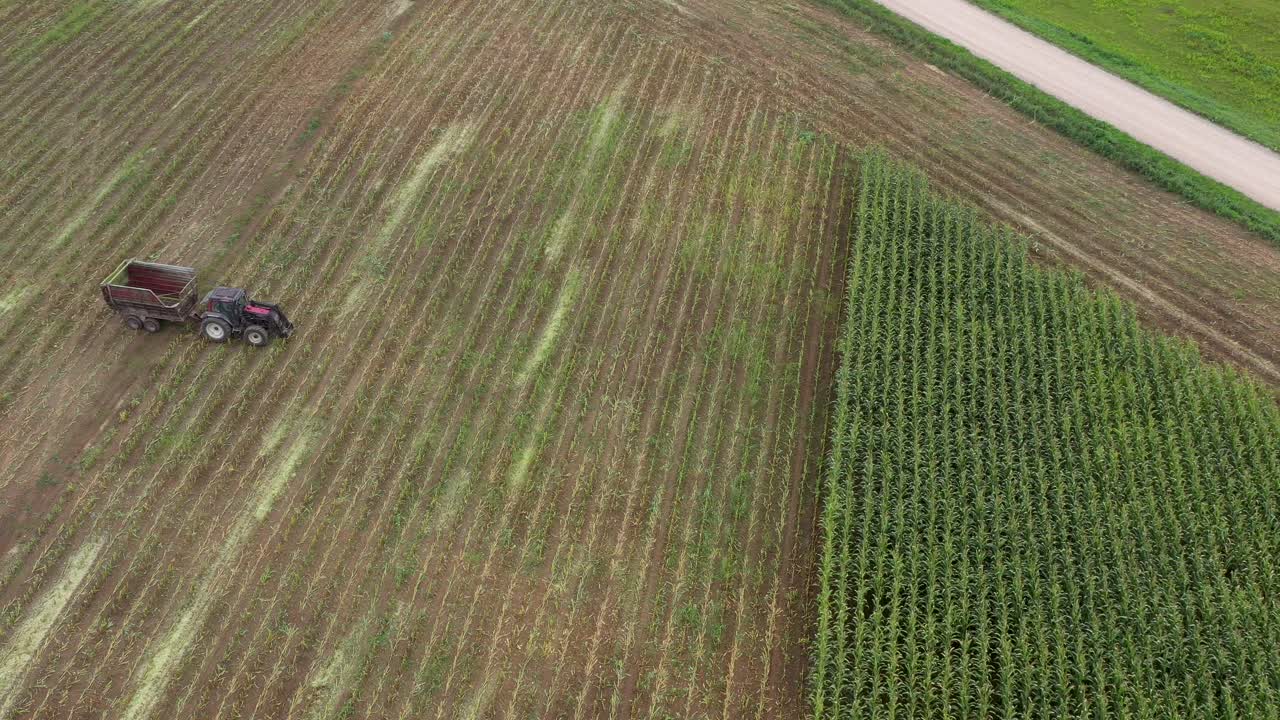 temporada de cosecha de maíz, conducción de tractores en maizal, vista desde arriba