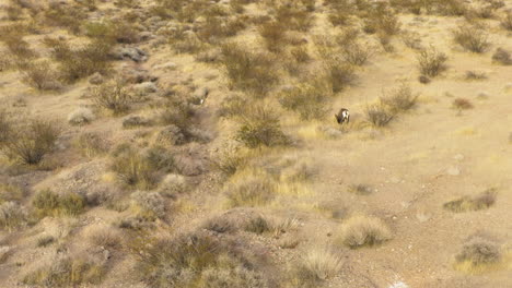 美國內華達州的火谷沙漠 (valley of fire desert)