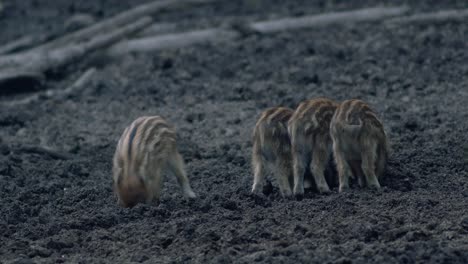 Süße-Kleine-Wilde-Ferkel,-Die-Bei-Schwachem-Licht-In-Der-Abenddämmerung-Nach-Nahrung-Im-Schlamm-Suchen