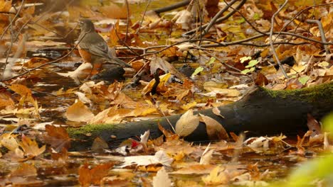 american robin bird, turdus migratorius, hopping on the ground covered with dry autumn leaves