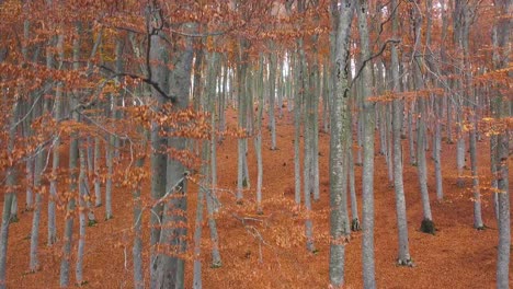 orange forest in autumn with tall trees