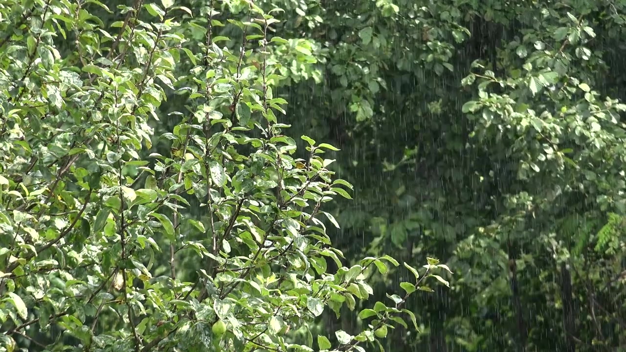 Pioggia battente che cade sulla folta chioma verde di un albero