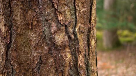 un primer plano del tronco de un árbol en un parque arbolado