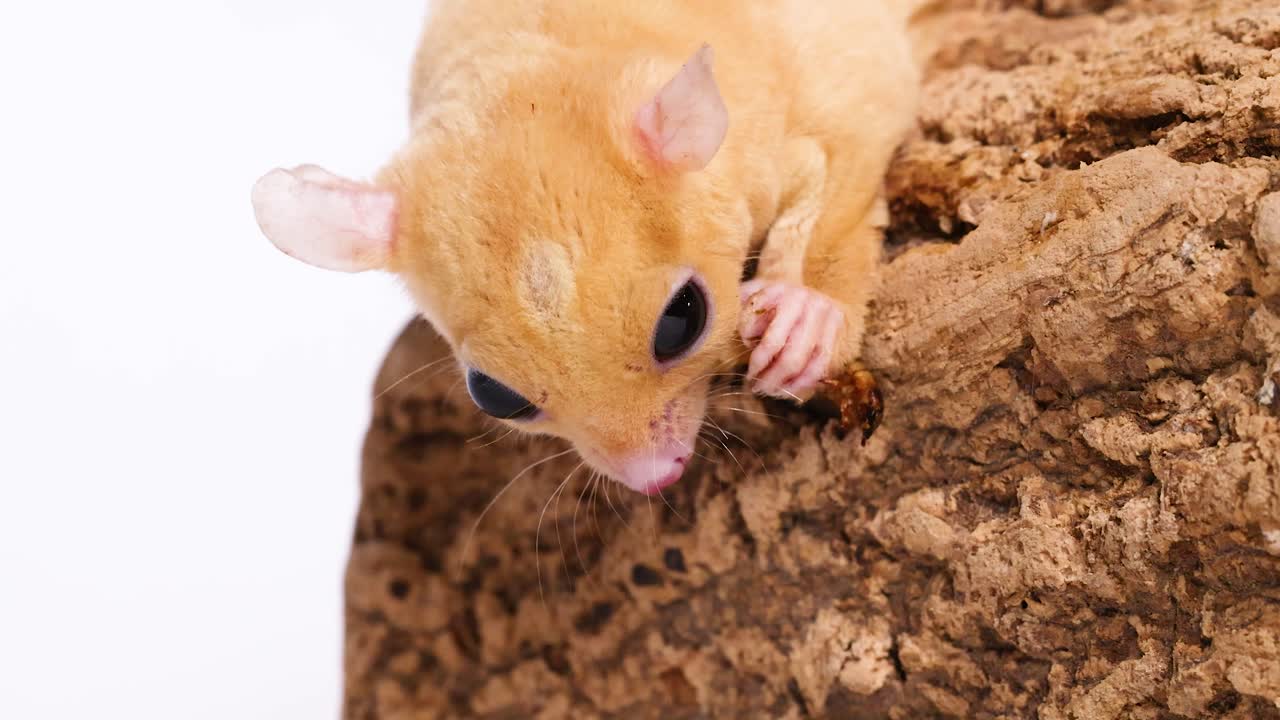 Un piccolo petauro dello zucchero mangia un verme della farina appollaiato su una corteccia su sfondo bianco