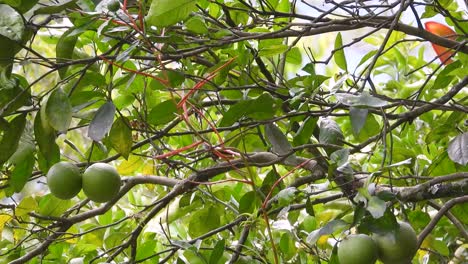 a tiny lesser kiskadee pitangus lictor is hopping from one branch to another of a citrus tree in an orchard at the coffee triangle - los nevados national park in colombia