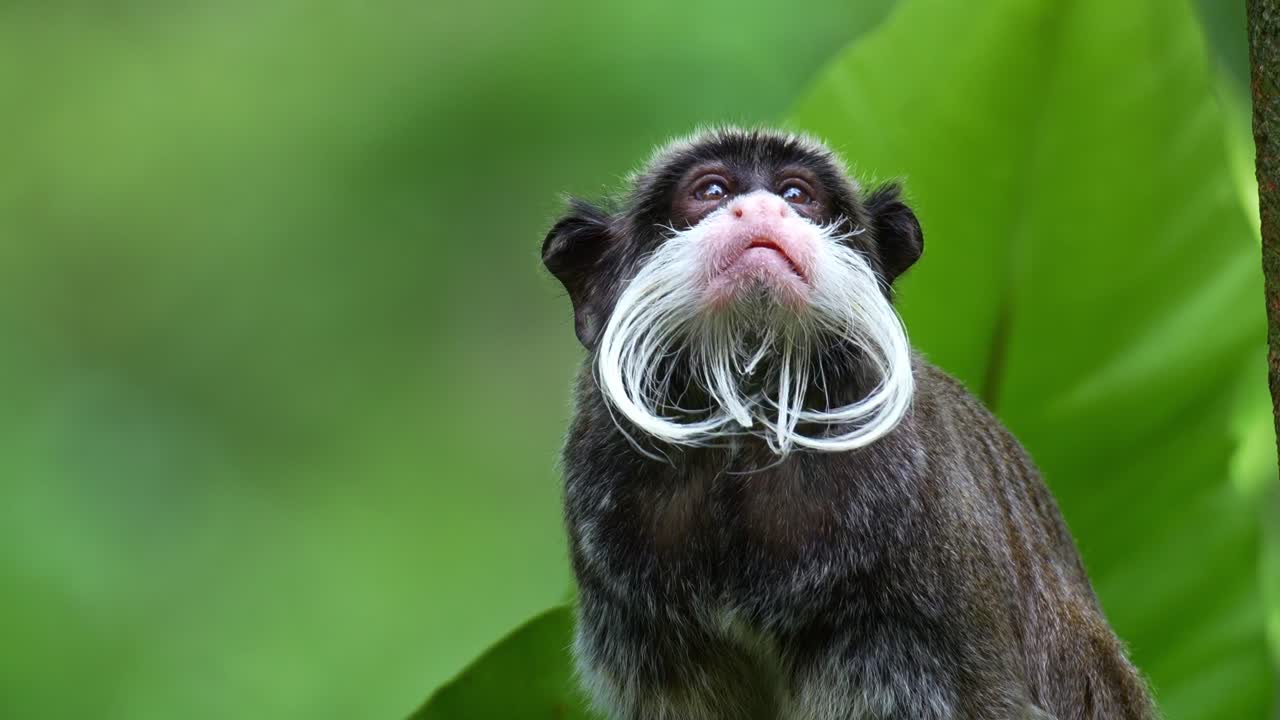 En keisertamarin-ape (Saguinus imperator) med en karakteristisk hvit bart, som nysgjerrig ser seg rundt i omgivelsene, nærbildeportrett