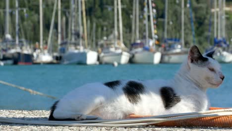 cat in the harbor