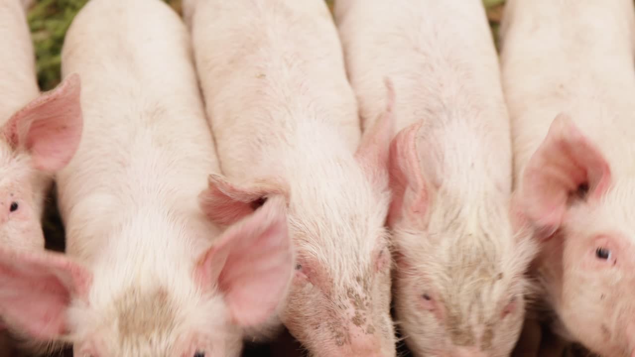 Group of adorable baby pigs