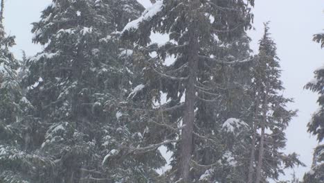 heavy snow falls in a forest