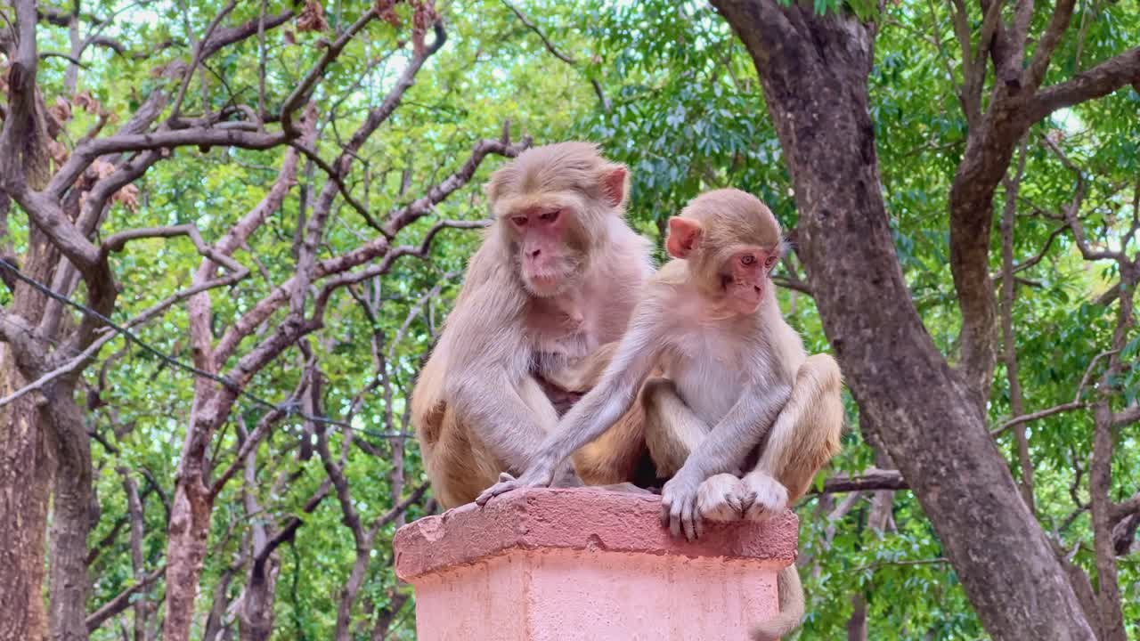 Closeup shot of two indian macaque monkey sitting on a piller