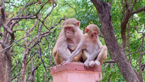 closeup shot of two indian macaque monkey sitting on a piller
