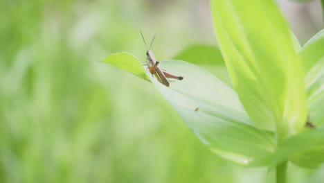 saltamontes sentado en la hoja, insecto en la naturaleza, video de saltamontes