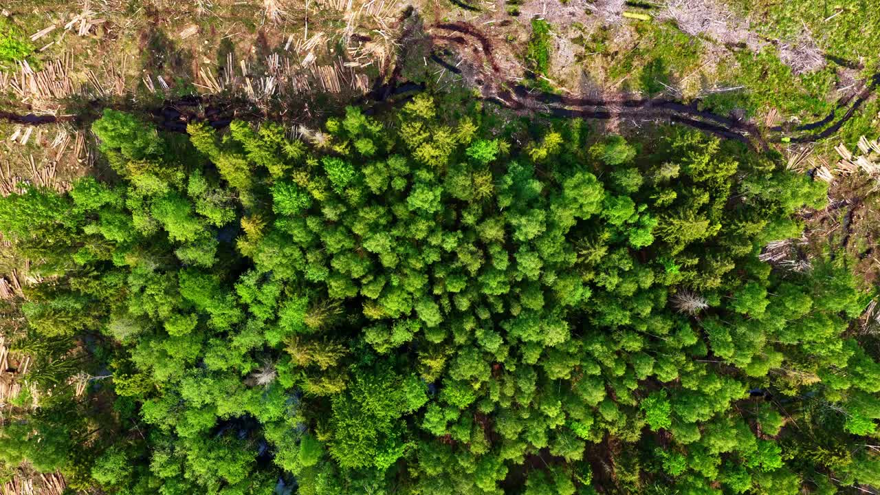 Flygfoto uppifrån över grön skog omgiven av kalhyggen.