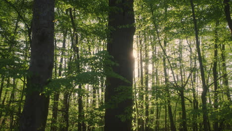 Majestic-oak-tree-in-the-lush-green-forest,-basking-in-the-warm-sunlight-of-a-peaceful-spring-morning-with-green-branches-on-a-spring-morning