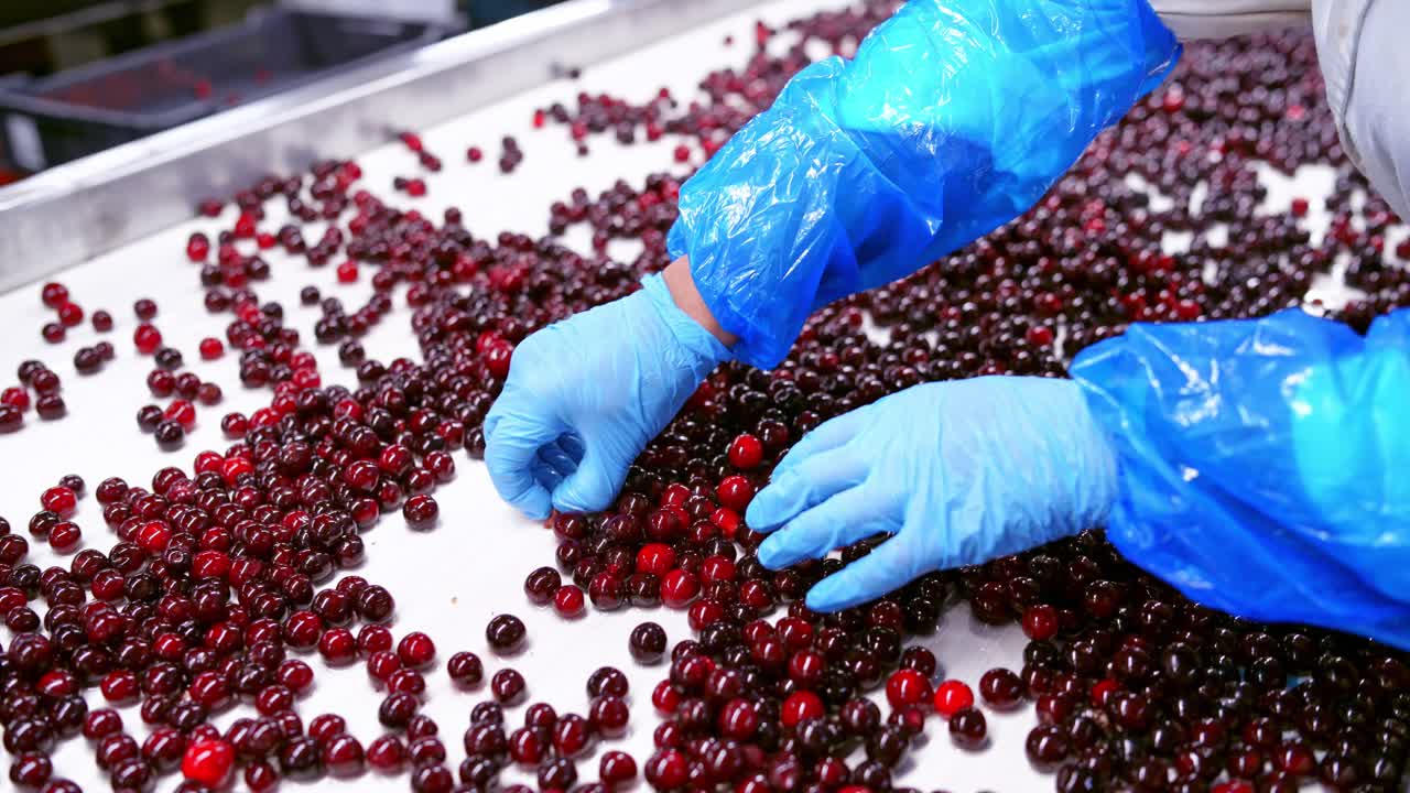 Workers control the quality of cherry. Cherries in sorting and processing machines