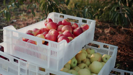 boxes with freshly collected apples stand under a tree in the garden 3