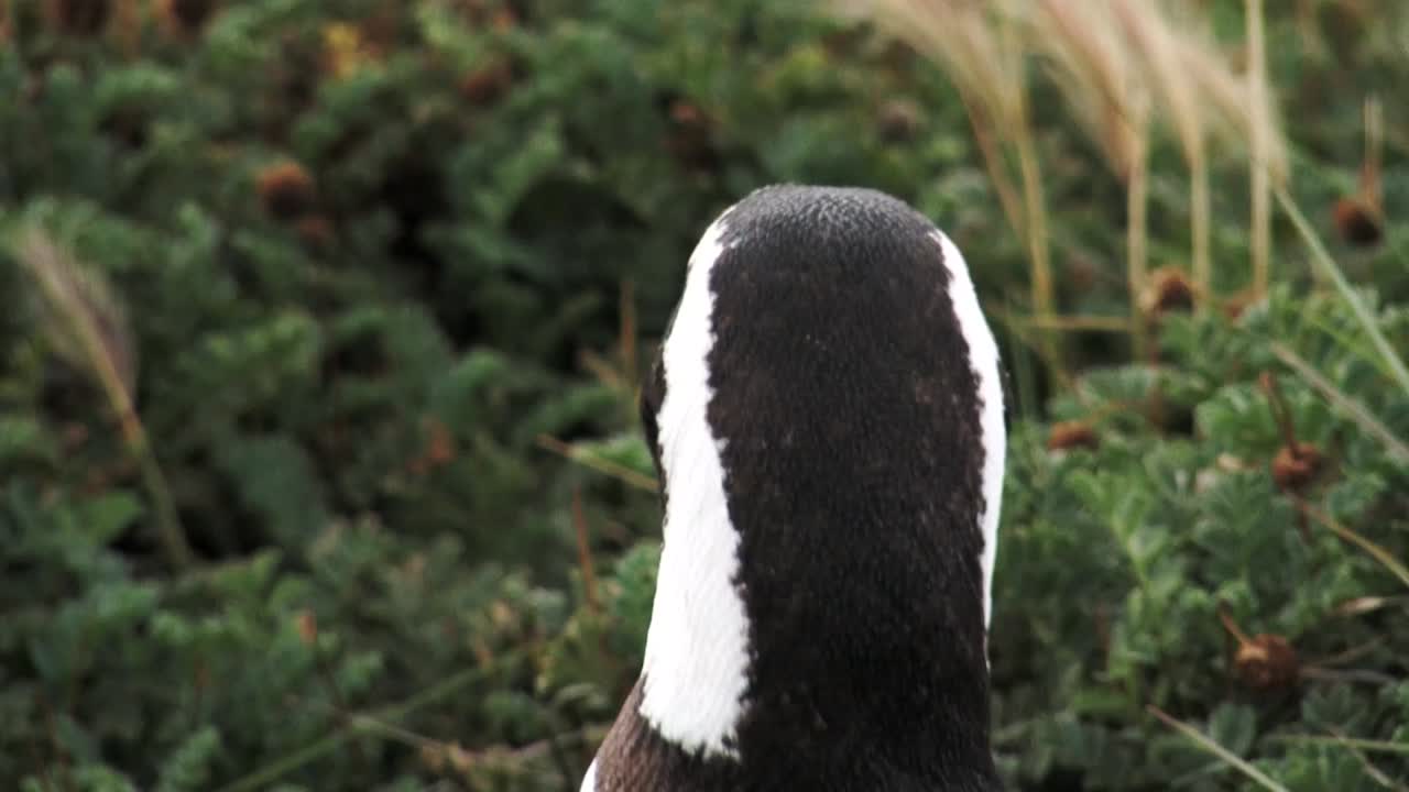 Primo piano di un pinguino di Magellano che si guarda intorno in Patagonia, Cile