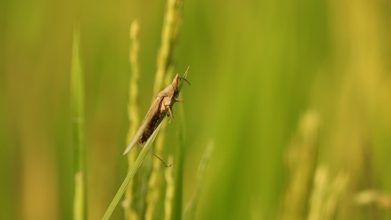 el saltamontes en la hierba de arroz - verde