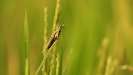 grasshopper in rice grass - green