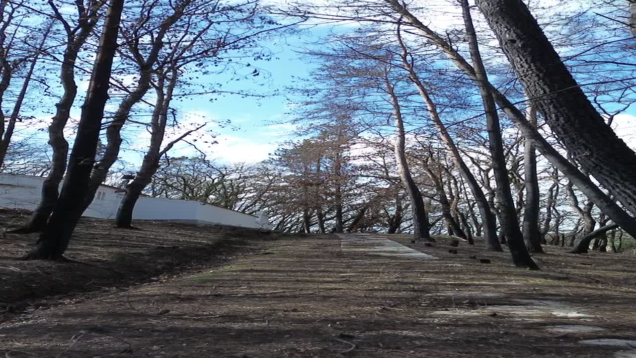 Vertical drone tilt up following a stone staircase path through a forest leading to a bright blue sky and sunlit treetops in a cinematic and peaceful morning atmosphere