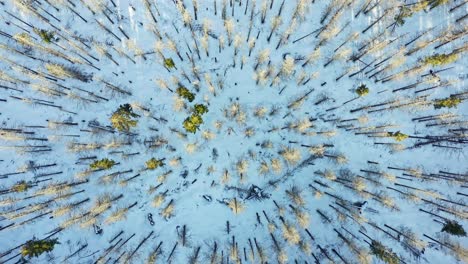 top-down view of snow-capped conifers treetop in snowy forest