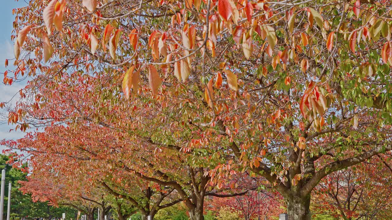 美しい赤、オレンジ、緑の紅葉を見せる並木を、ややローアングルで捉えた長めのショット。