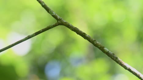 Silberbrust-Breitschnabel,-Serilophus-Lunatus,-Kaeng-Krachan-Nationalpark,-Thailand