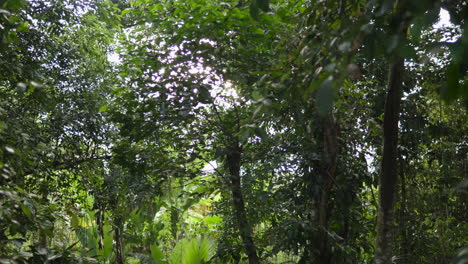 trees with dense foliage in tropical jungles near ubud town in bali, indonesia